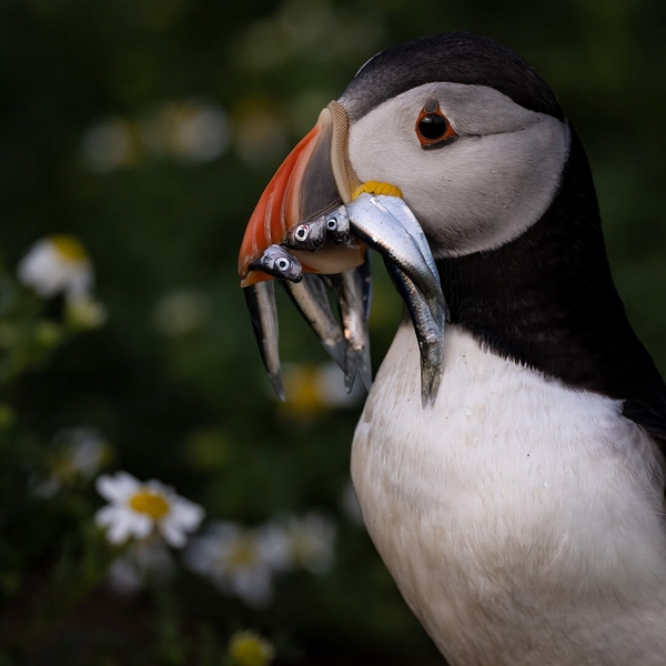 Merit For Digital Puffin In The Wildflowers By Jefferey Mott