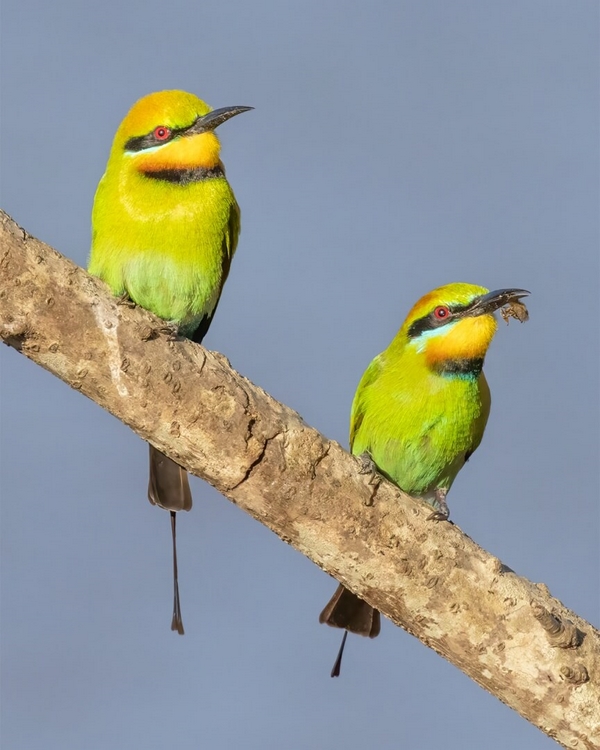 Merit For Print Rainbow Bee Eaters By Kerri Anne Cook