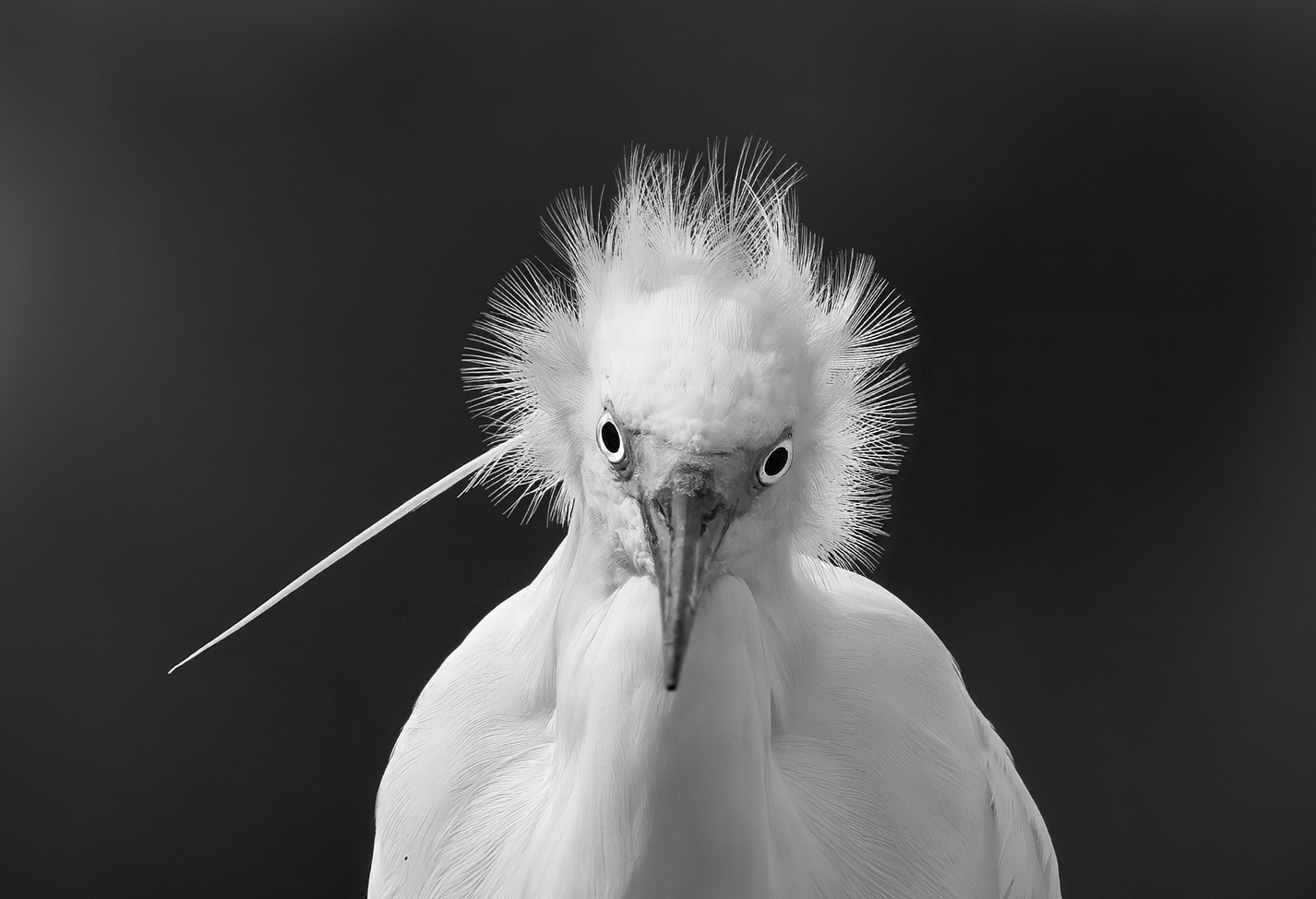 HC For Digital Annual 2 By Kerri Anne Cook