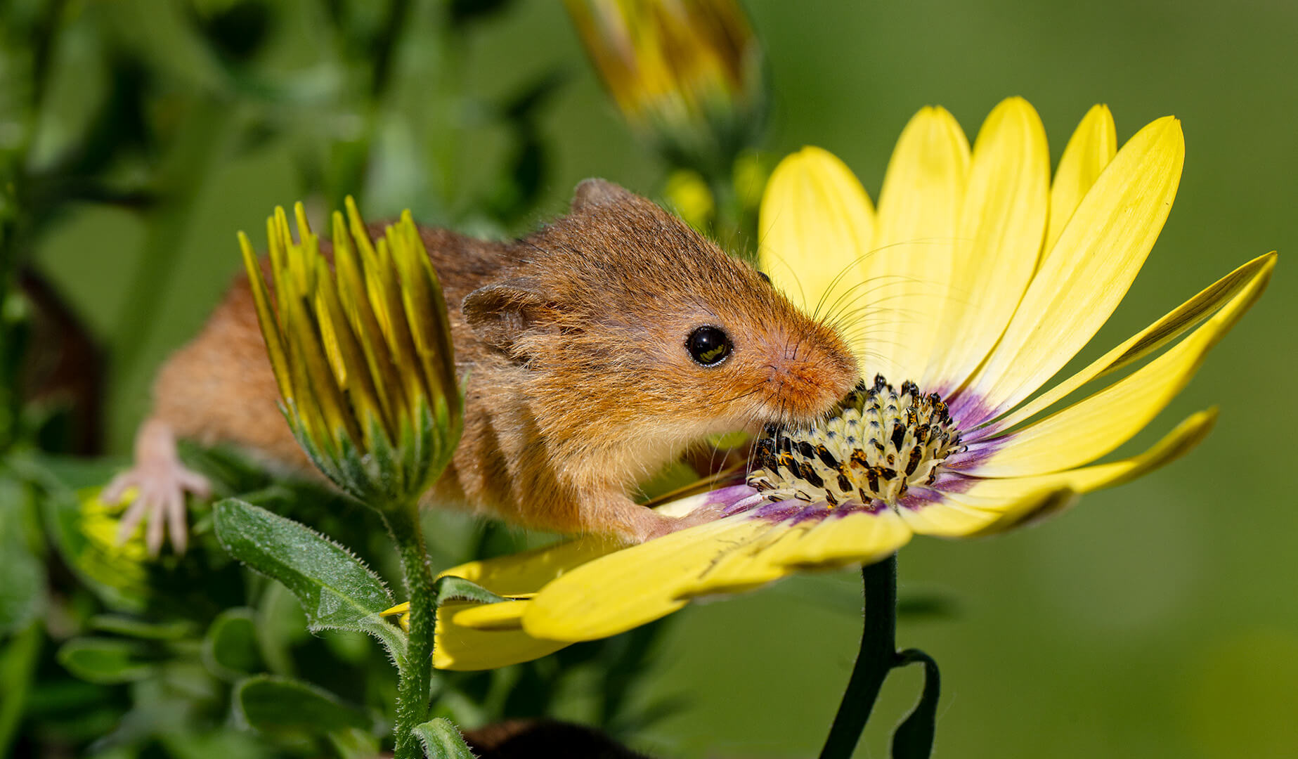 Honour For Digital Harvest Mouse In The Gerberas By Jefferey Mott